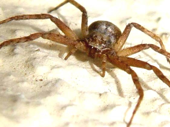 Philodromus sp.