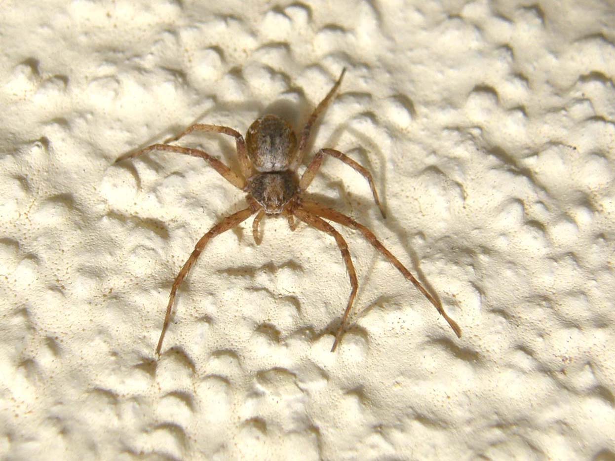 Philodromus sp.