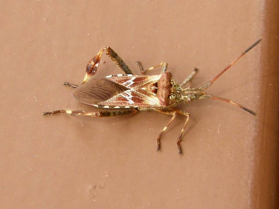 Coreidae: Leptoglossus occidentalis di Castelrotto