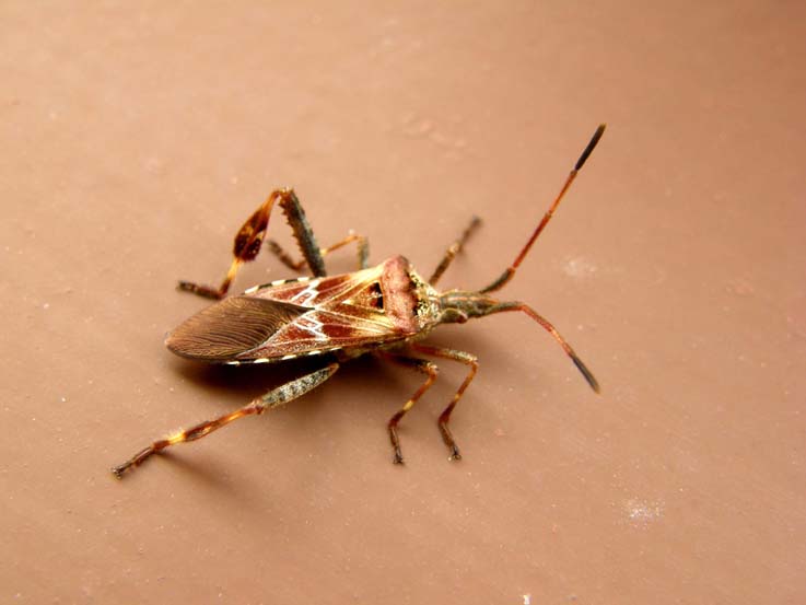 Coreidae: Leptoglossus occidentalis di Castelrotto