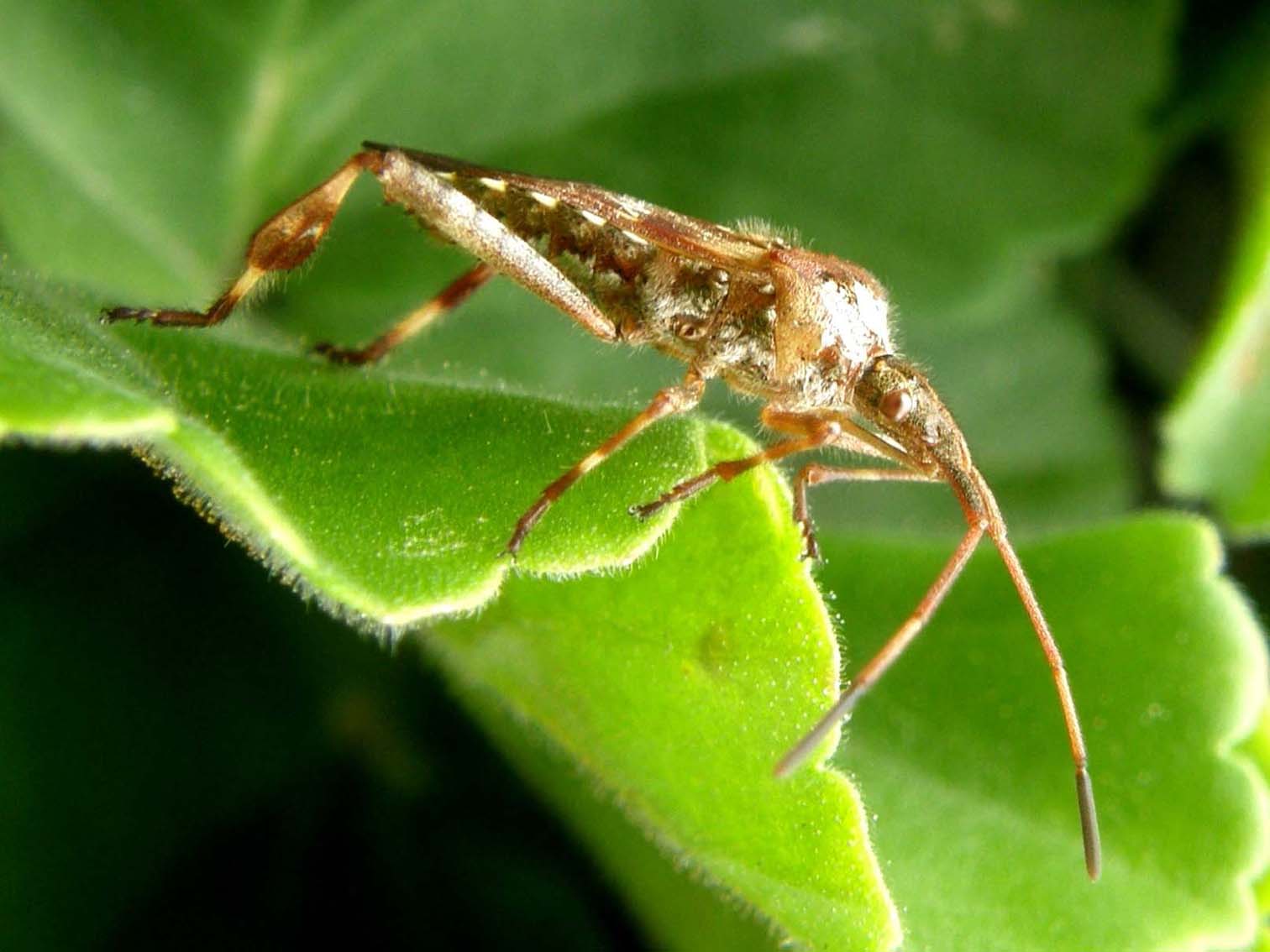 Coreidae: Leptoglossus occidentalis di Castelrotto