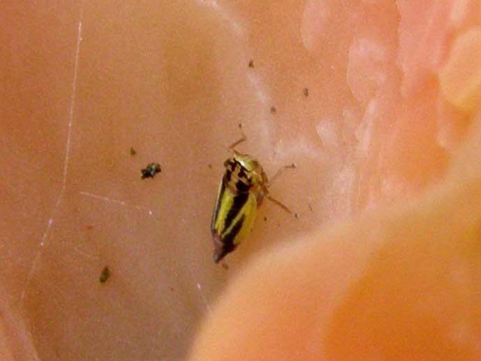 Omottero su fungo: Cicadellidae; Evacanthus interruptus