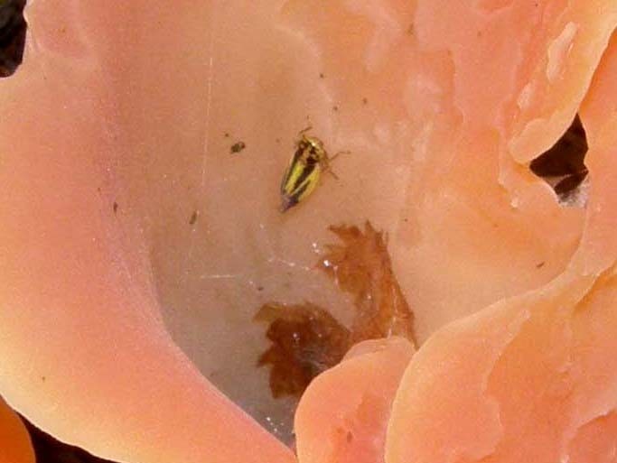 Omottero su fungo: Cicadellidae; Evacanthus interruptus
