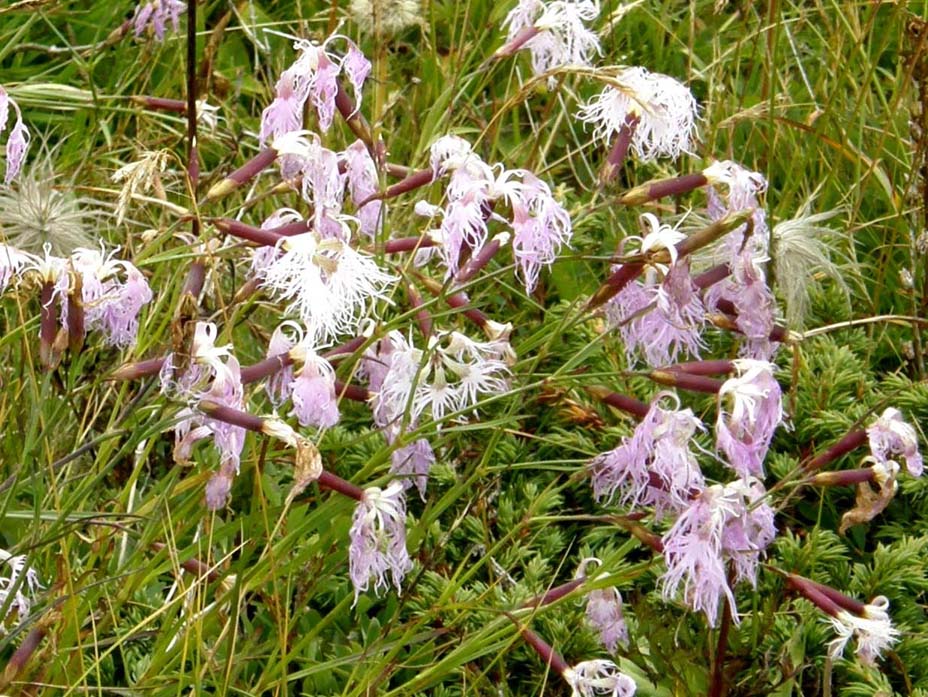 Dianthus monspessulanus e Dianthus superbus ( Caryophyllaceae)