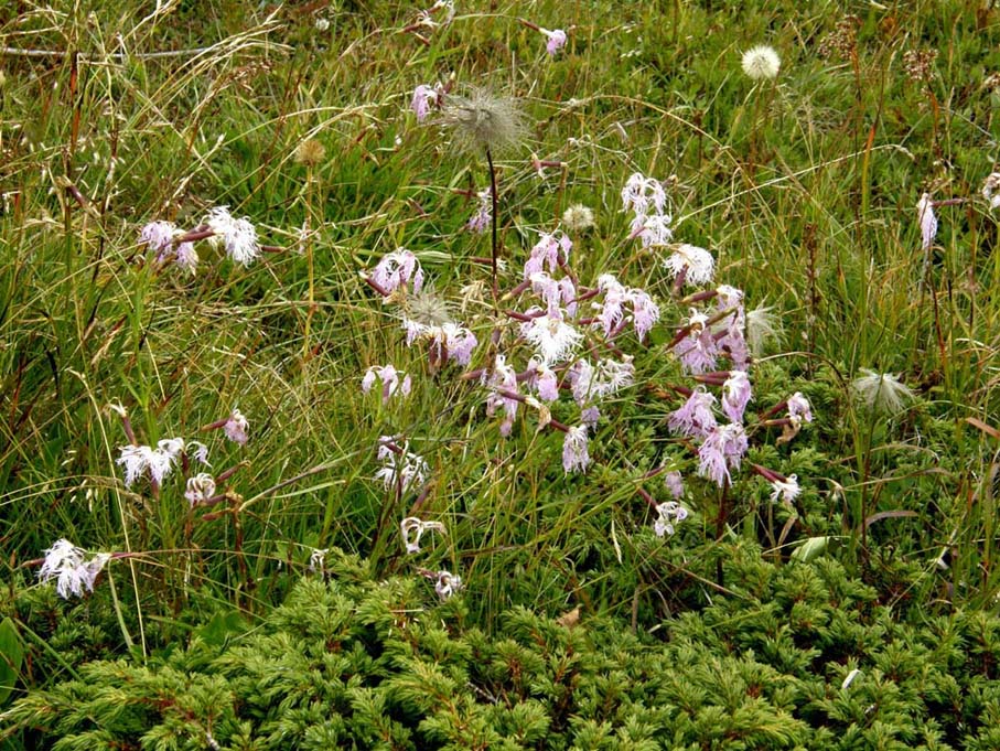 Dianthus monspessulanus e Dianthus superbus ( Caryophyllaceae)