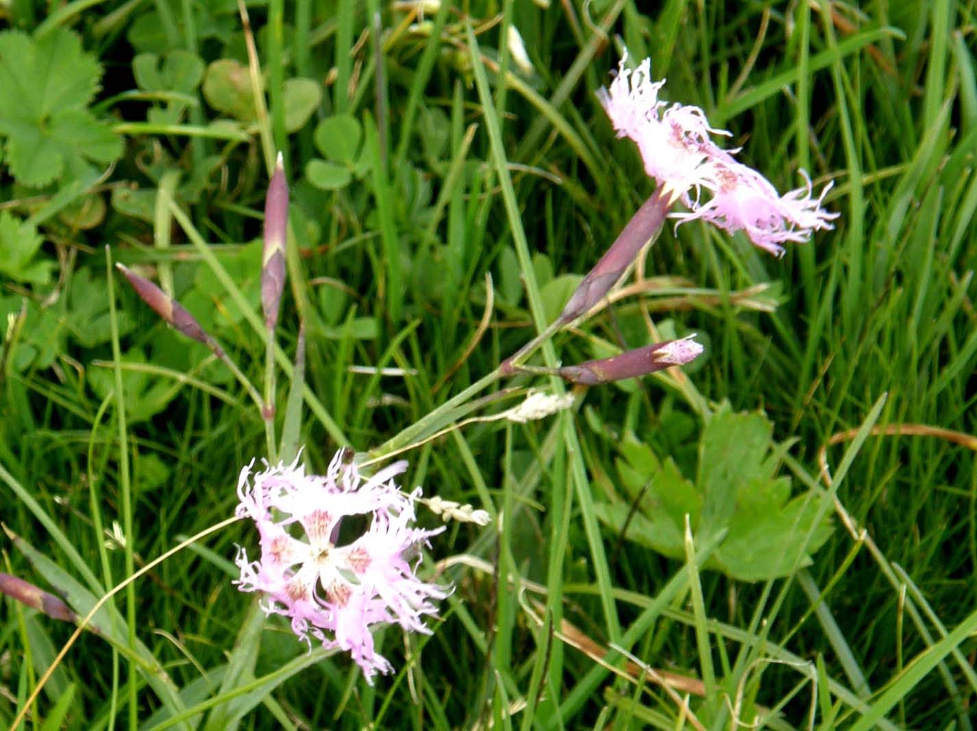 Dianthus monspessulanus e Dianthus superbus ( Caryophyllaceae)