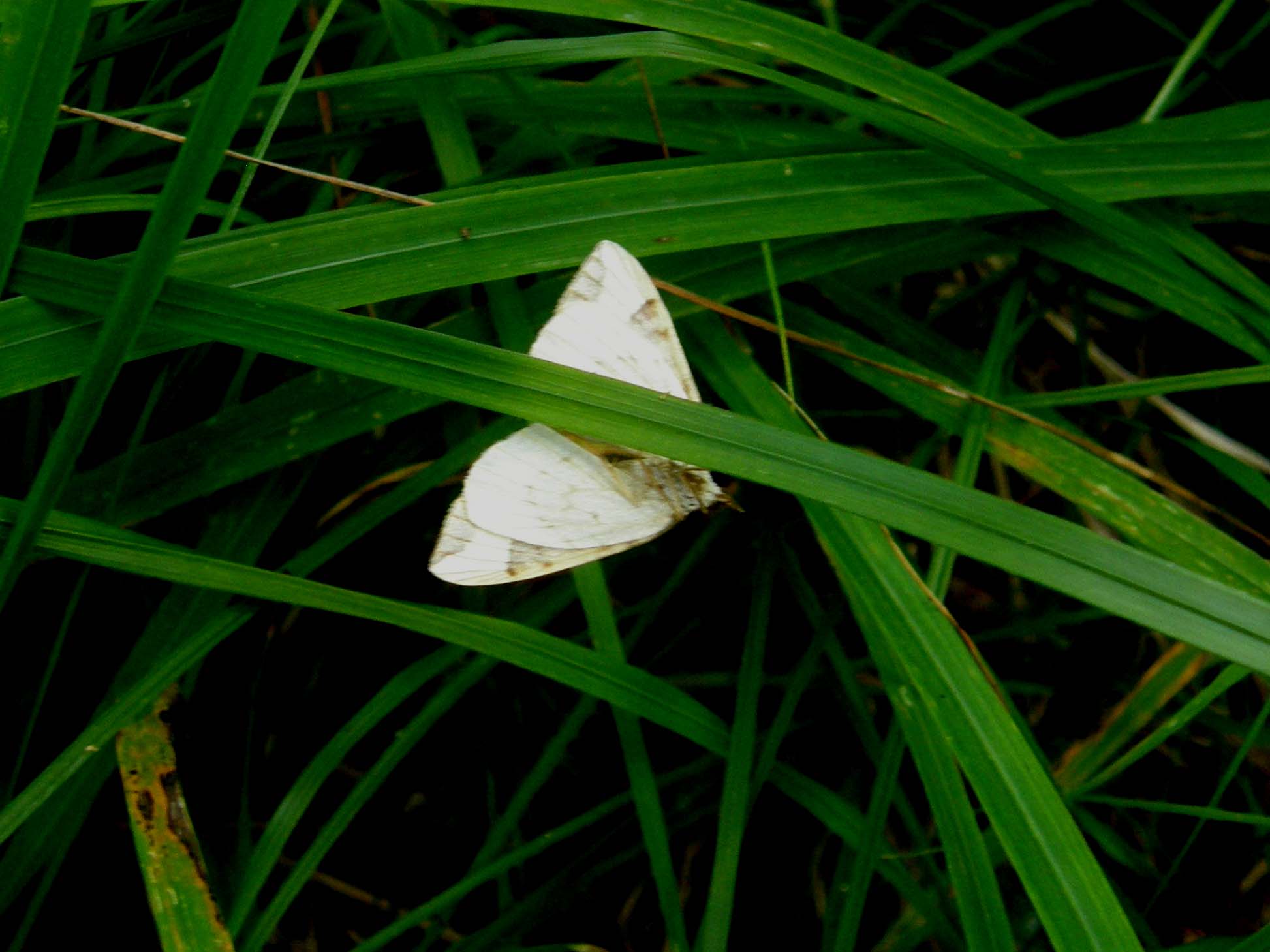 Posata su un filo d''erba - Eulithis cf. populata