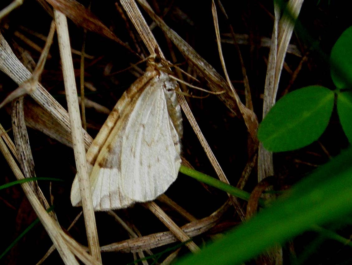 Posata su un filo d''erba - Eulithis cf. populata