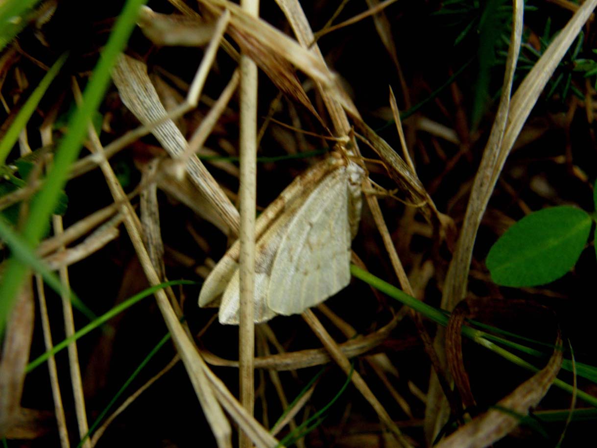 Posata su un filo d''erba - Eulithis cf. populata