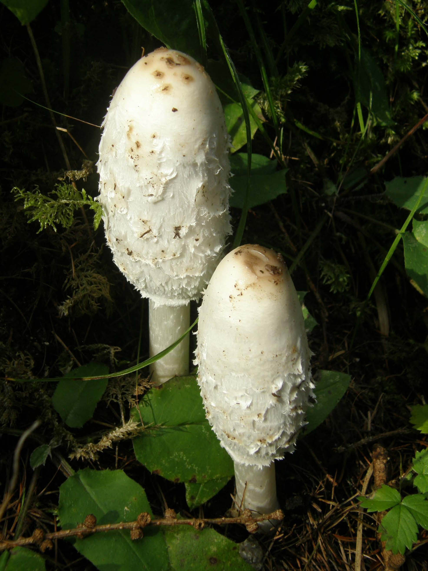 Com'' breve la vita!