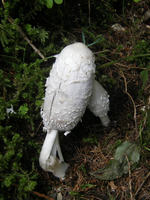 Com'' breve la vita!