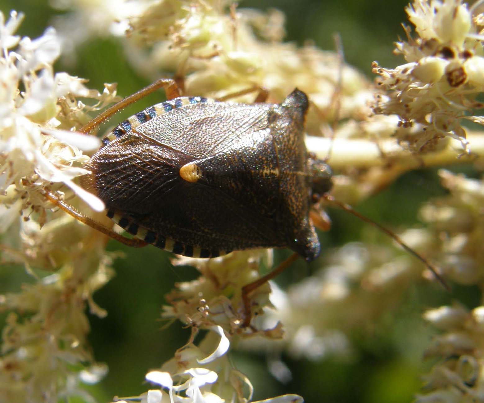 Pentatomidae: Pentatoma rufipes di Siusi