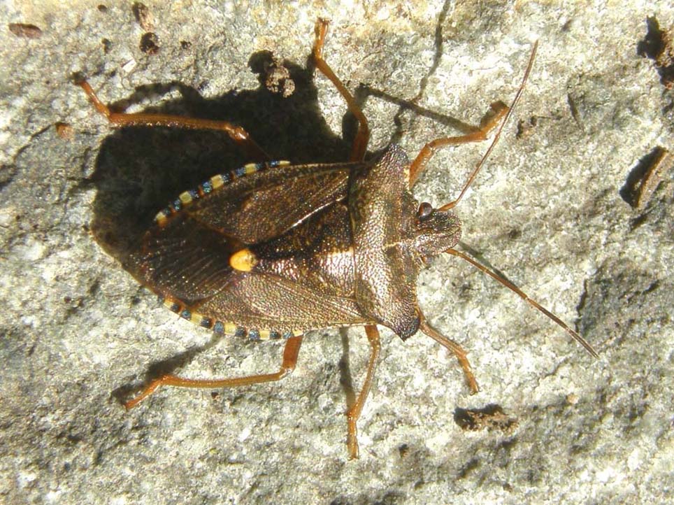 Pentatomidae: Pentatoma rufipes di Siusi
