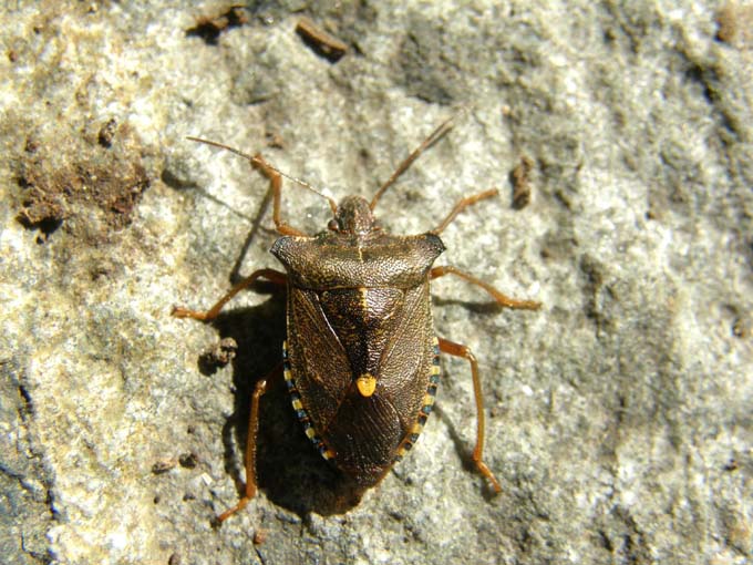 Pentatomidae: Pentatoma rufipes di Siusi