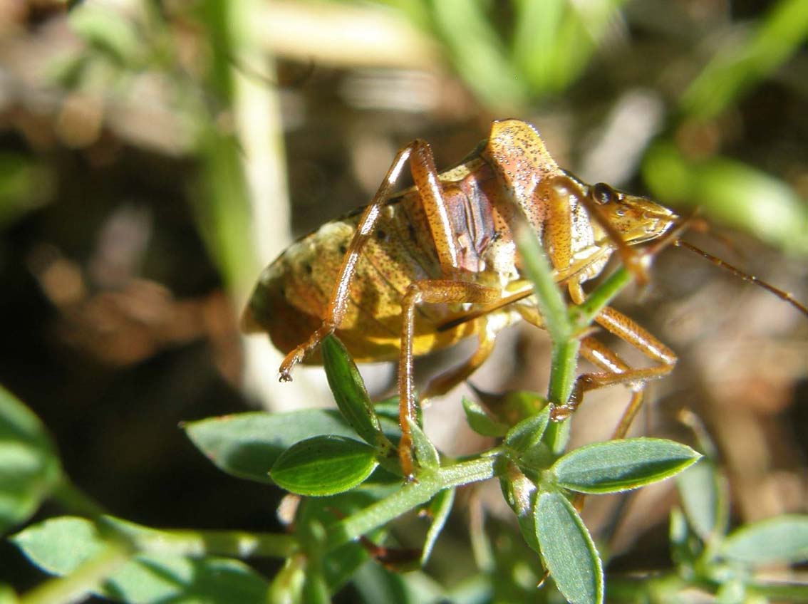 Pentatomidae: Pentatoma rufipes di Siusi
