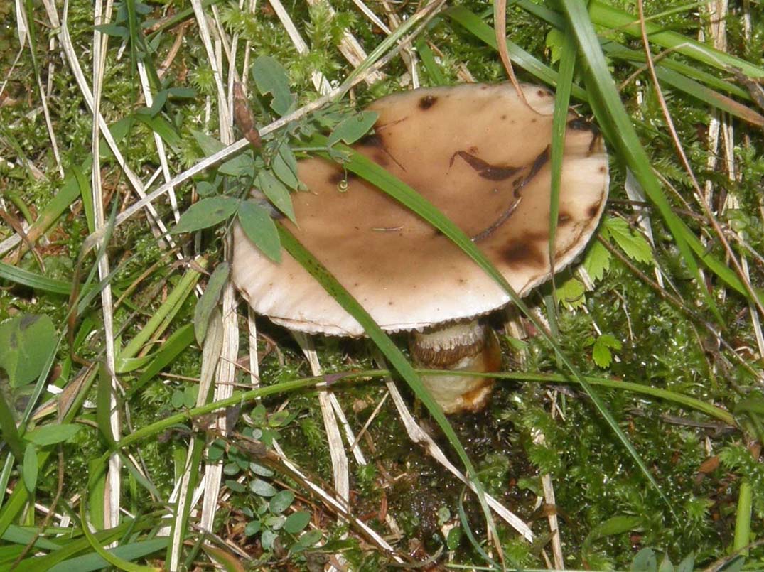 Cappello a tronco di cono rovesciato