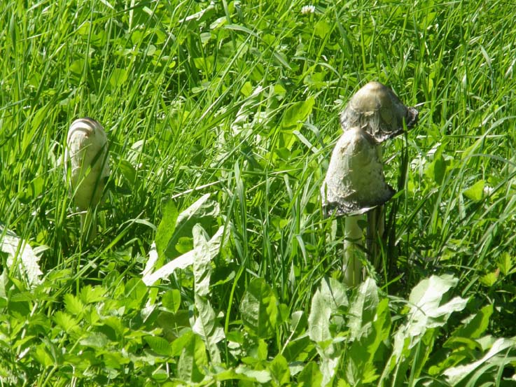 Com'' breve la vita!