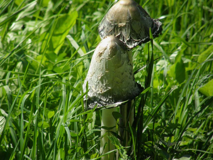 Com'' breve la vita!