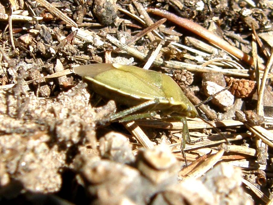 Pentatomidae: Chlorochroa cf. juniperina dell''Alto Adige