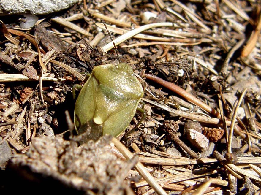 Pentatomidae: Chlorochroa cf. juniperina dell''Alto Adige
