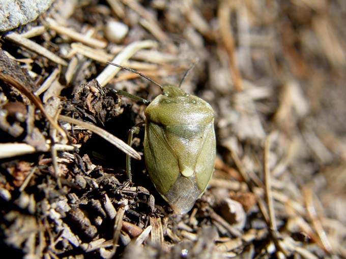 Pentatomidae: Chlorochroa cf. juniperina dell''Alto Adige