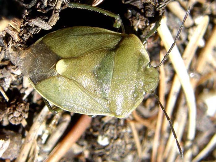 Pentatomidae: Chlorochroa cf. juniperina dell''Alto Adige