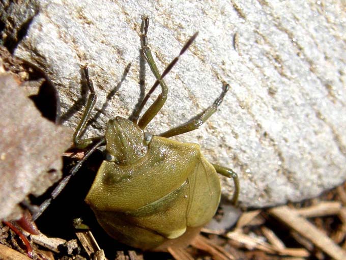 Pentatomidae: Chlorochroa cf. juniperina dell''Alto Adige