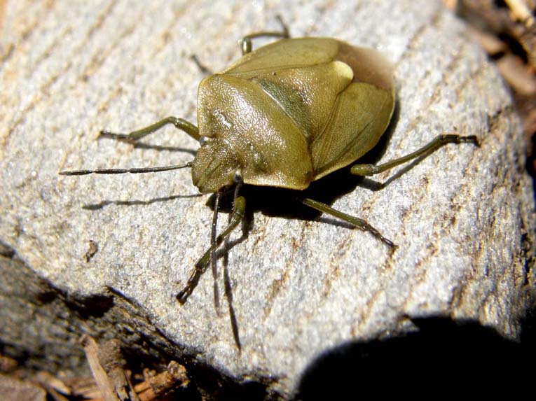 Pentatomidae: Chlorochroa cf. juniperina dell''Alto Adige