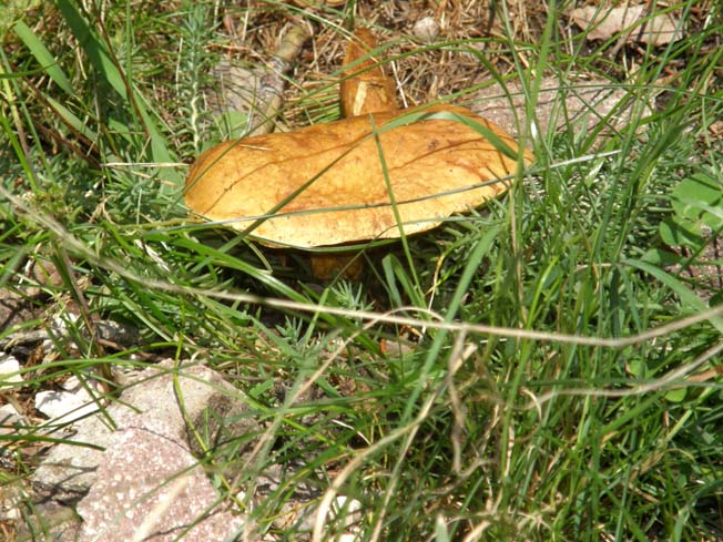 Boletacea (Suillus?) da identificare