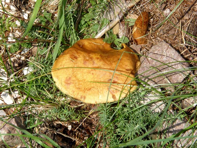 Boletacea (Suillus?) da identificare