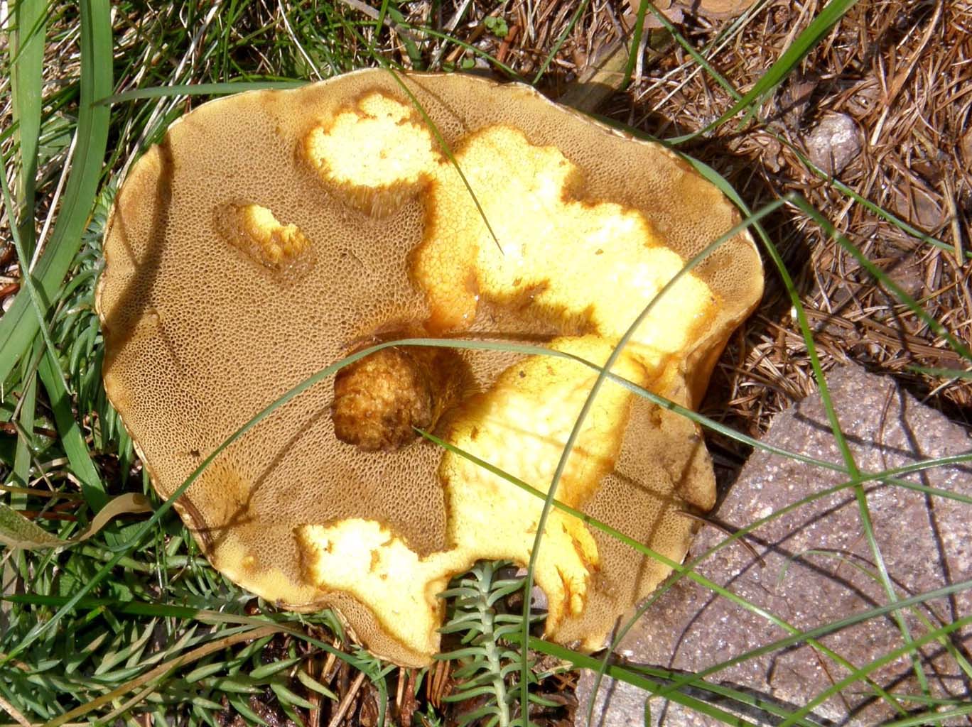 Boletacea (Suillus?) da identificare