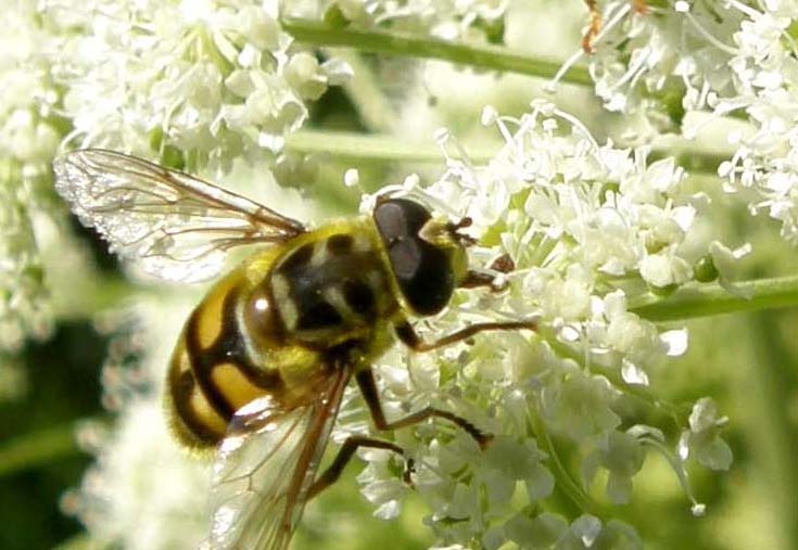 Syrphidae  altoatesini