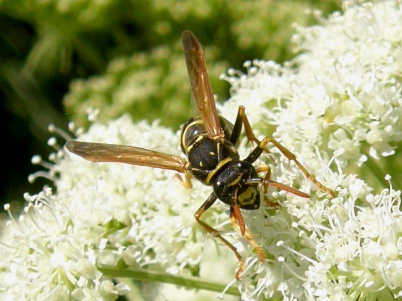 Polistes (Sulcopolistes) sp.  e Vespula sp. (cfr)