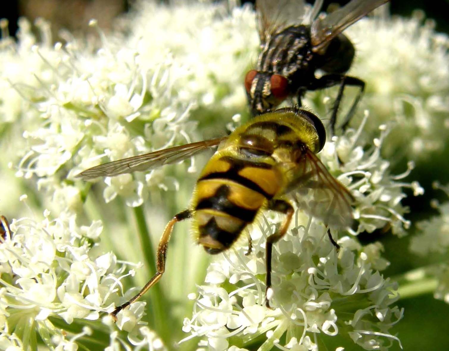 Syrphidae  altoatesini