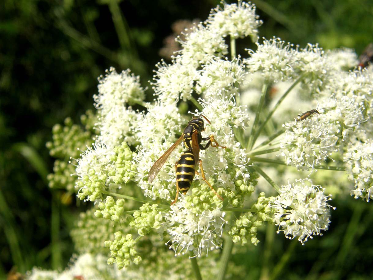 Polistes (Sulcopolistes) sp.  e Vespula sp. (cfr)