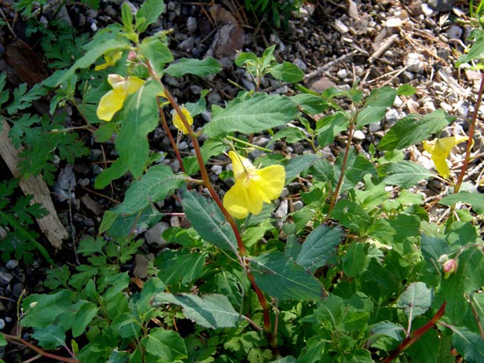 Impatiens parviflora e I. noli-tangere