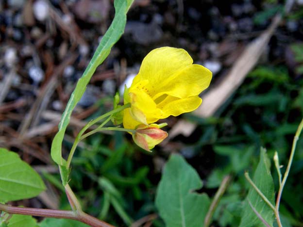 Impatiens parviflora e I. noli-tangere
