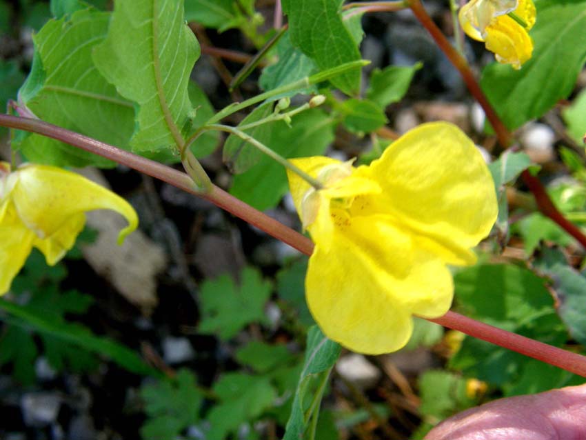Impatiens parviflora e I. noli-tangere