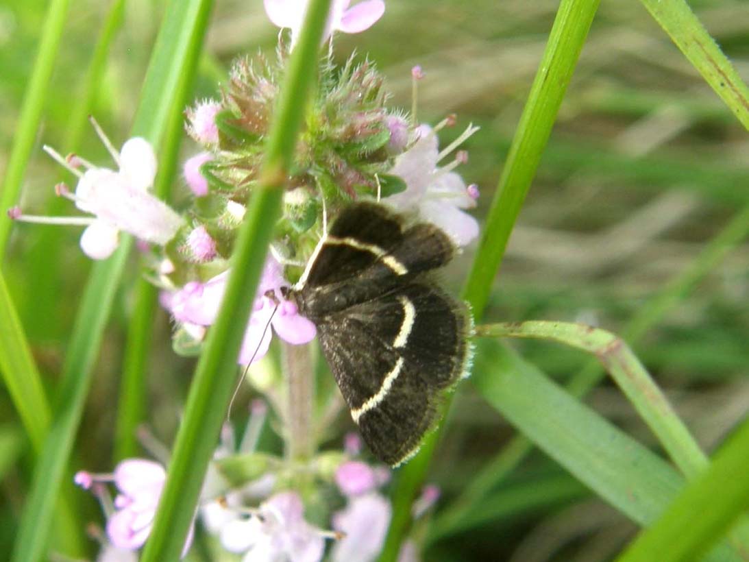 Farfalla da identificare - Pyrausta cingulata