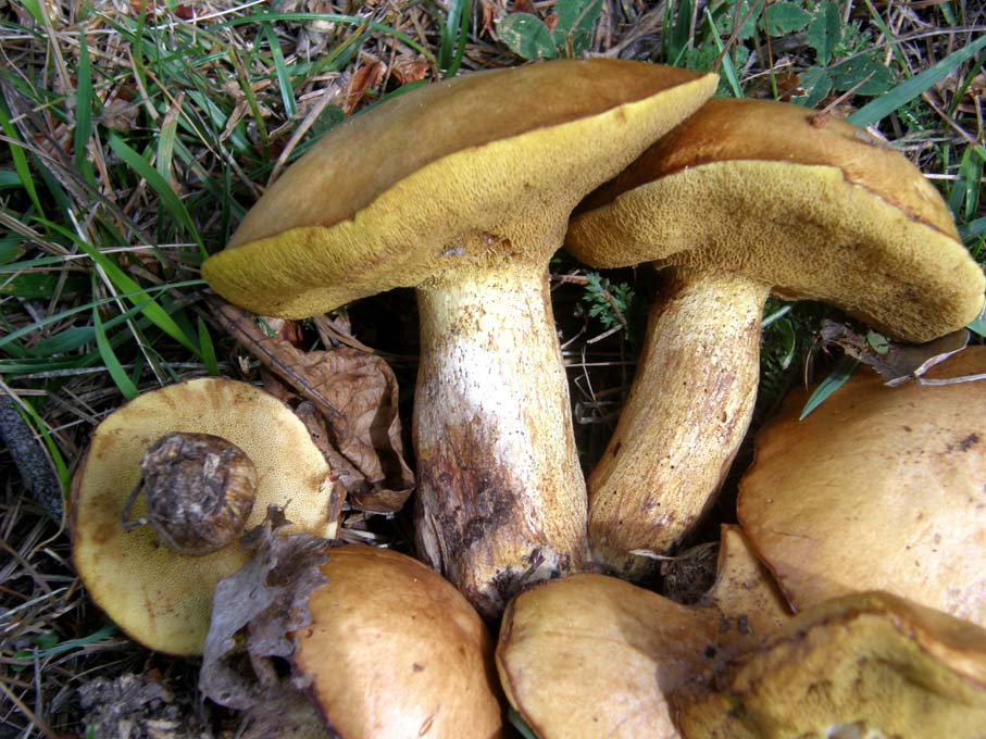 Raccolti e abbandonati 1