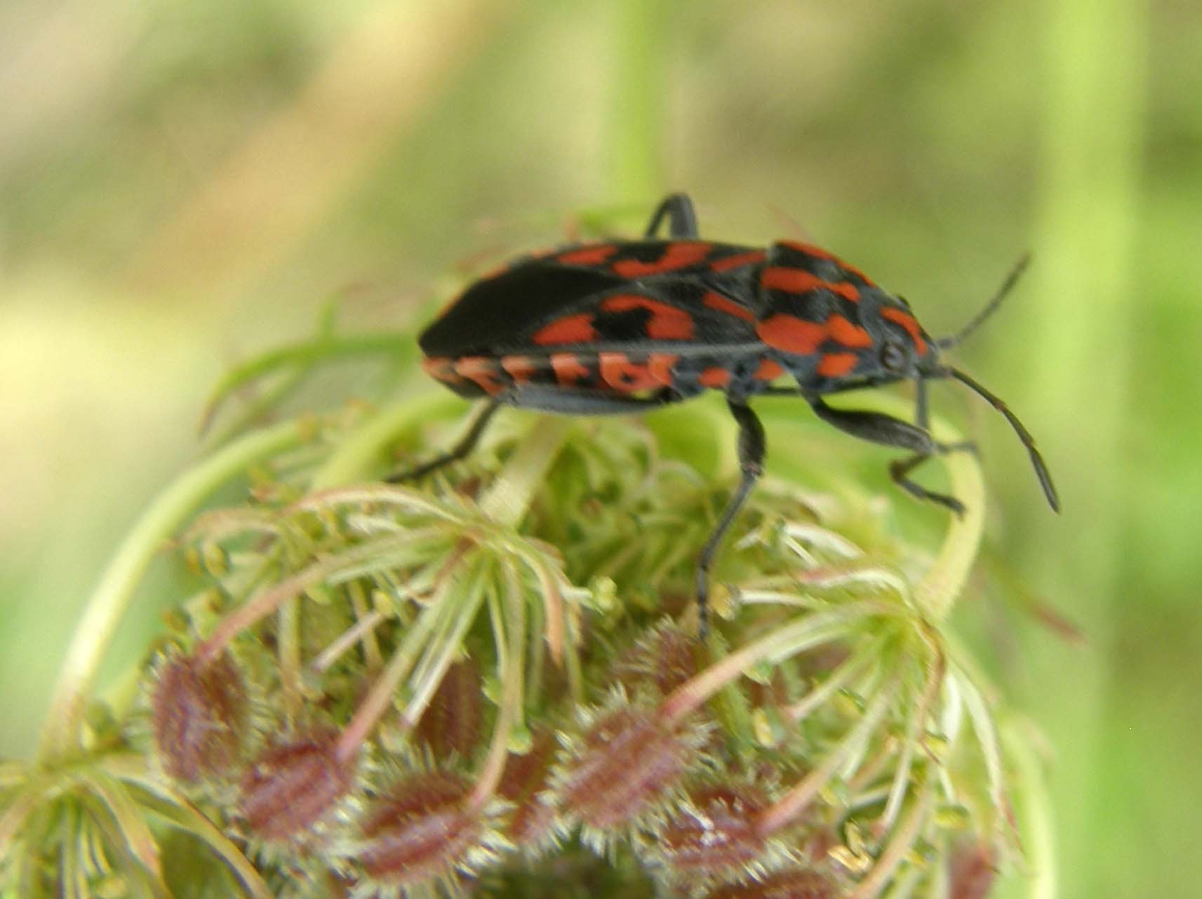 Lygaeidae di Bolzano: Spilostethus saxatilis