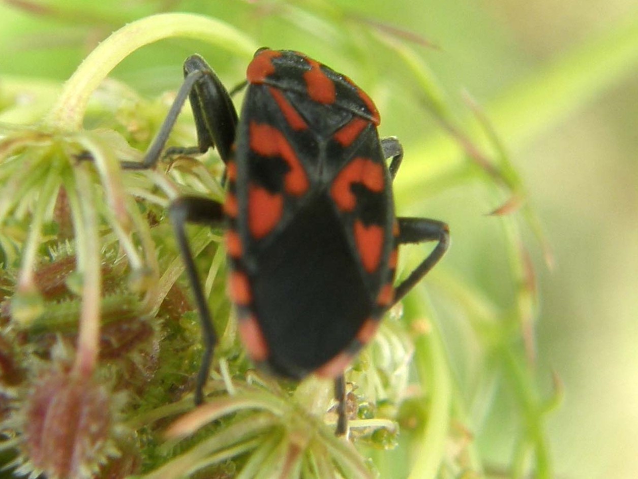Lygaeidae di Bolzano: Spilostethus saxatilis