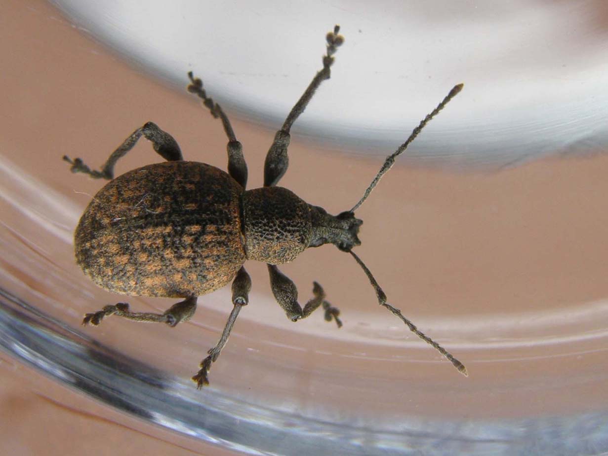 A proposito di Otiorhynchus (armadillo, salicicola, armatus)