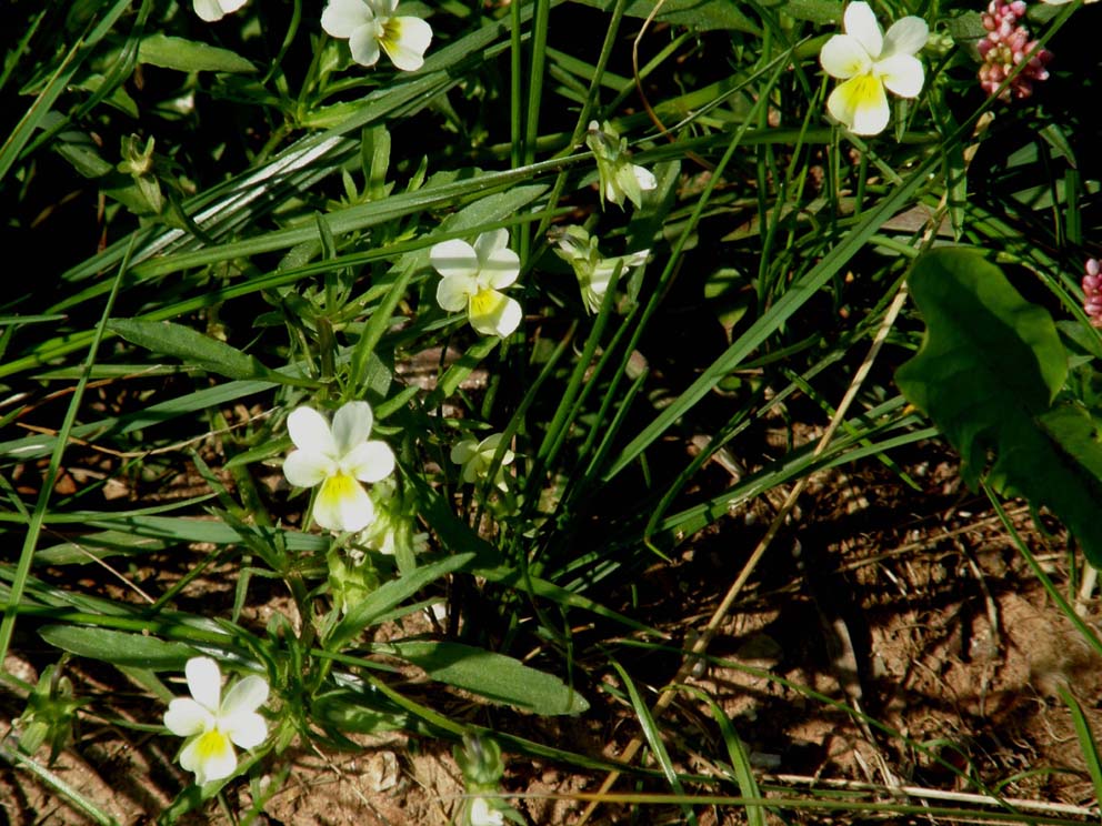 Viola gialla e bianca. - Viola arvensis