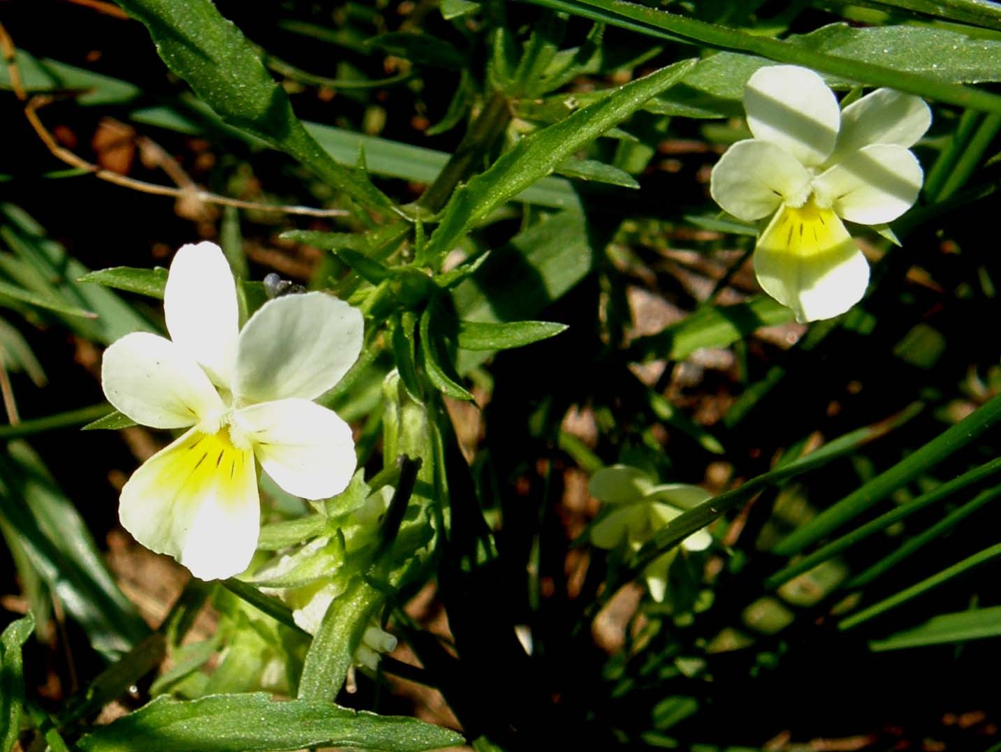 Viola gialla e bianca. - Viola arvensis