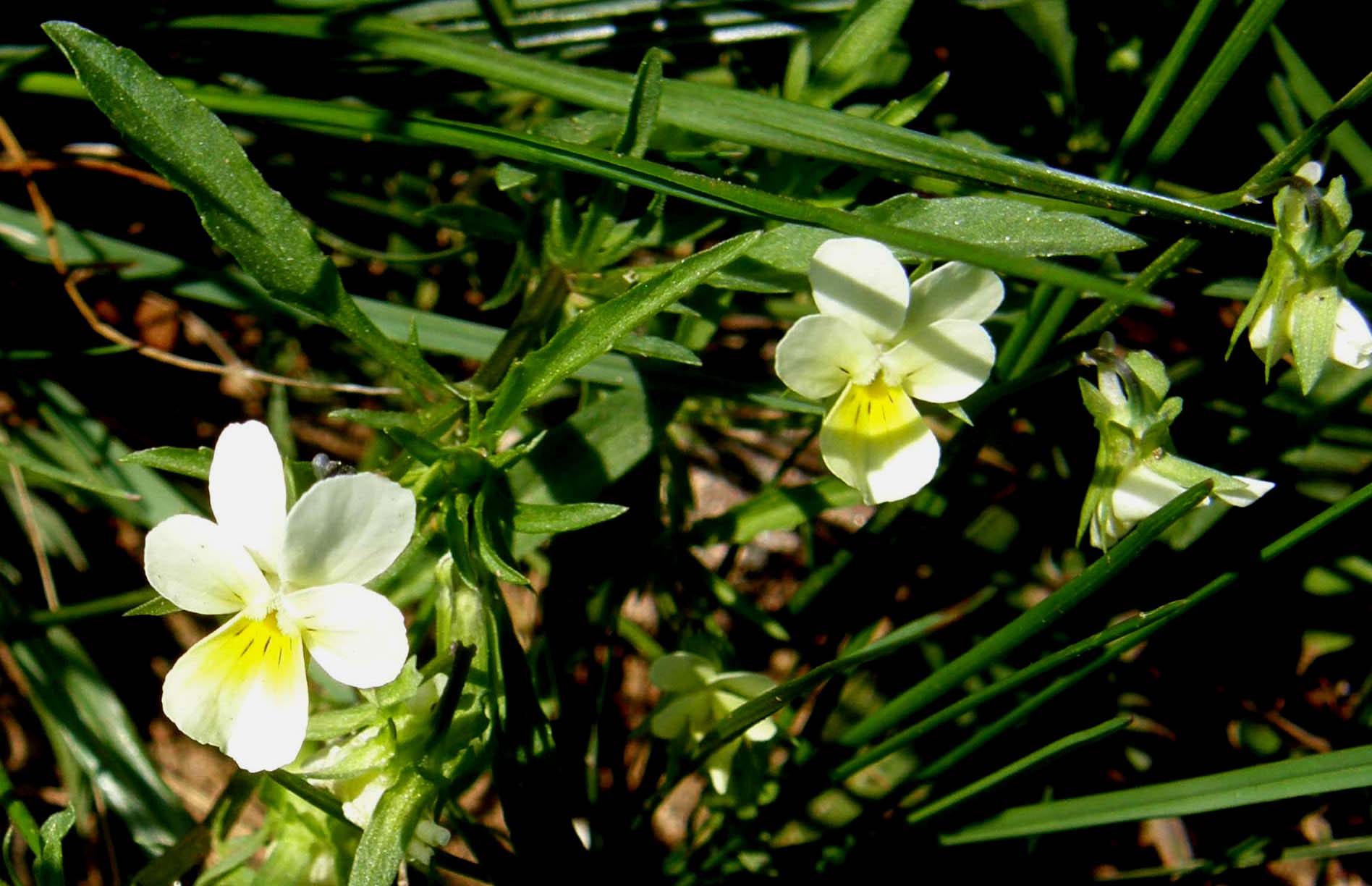Viola gialla e bianca. - Viola arvensis