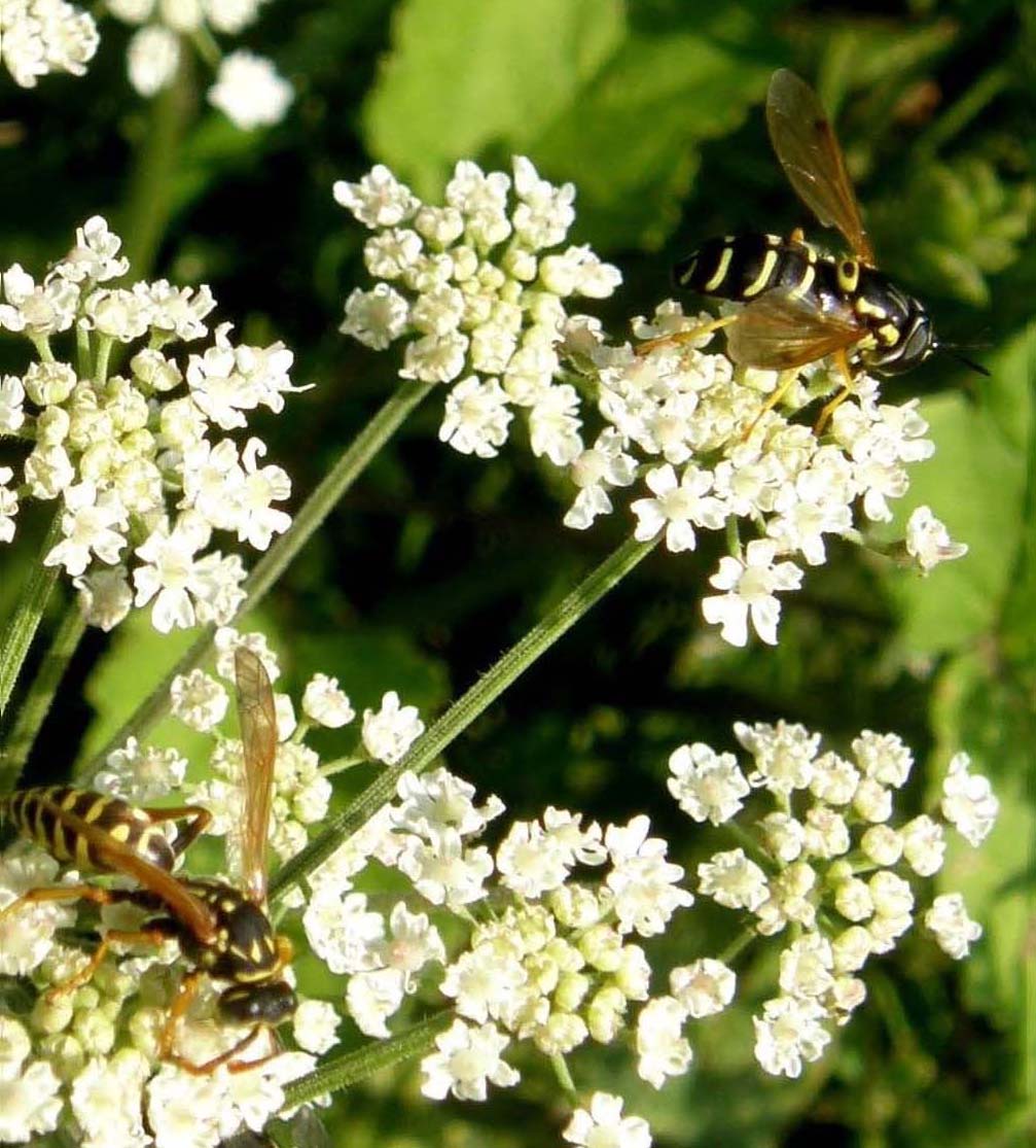 Altri Syrphidae altoatesini