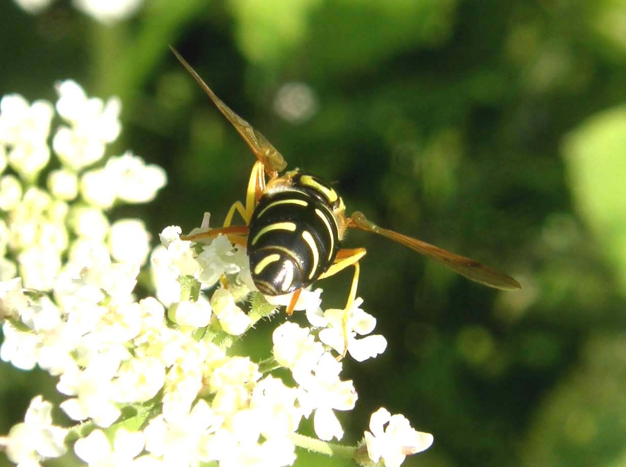 Polistes (Sulcopolistes) sp.  e Vespula sp. (cfr)
