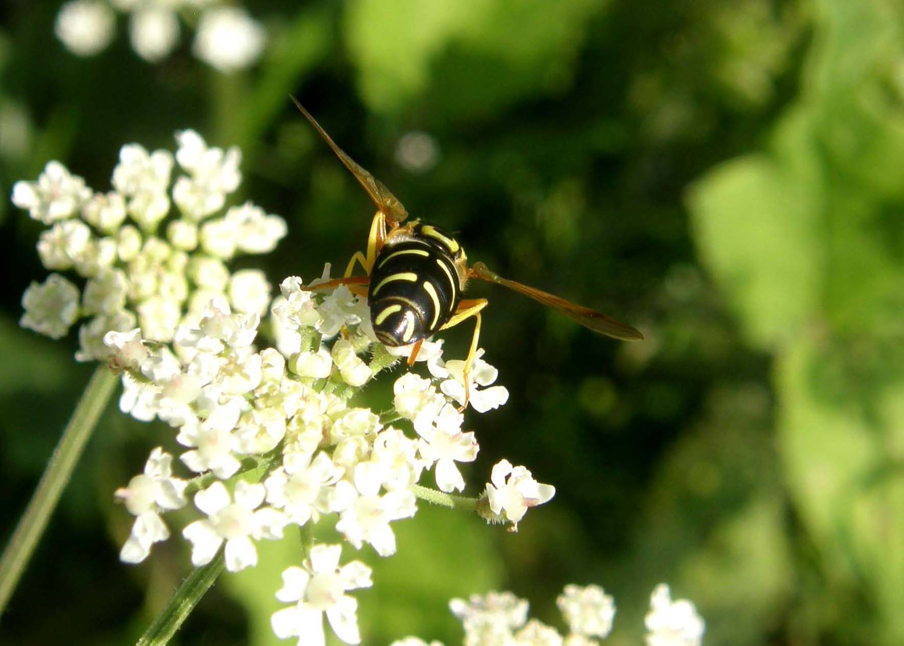 Altri Syrphidae altoatesini