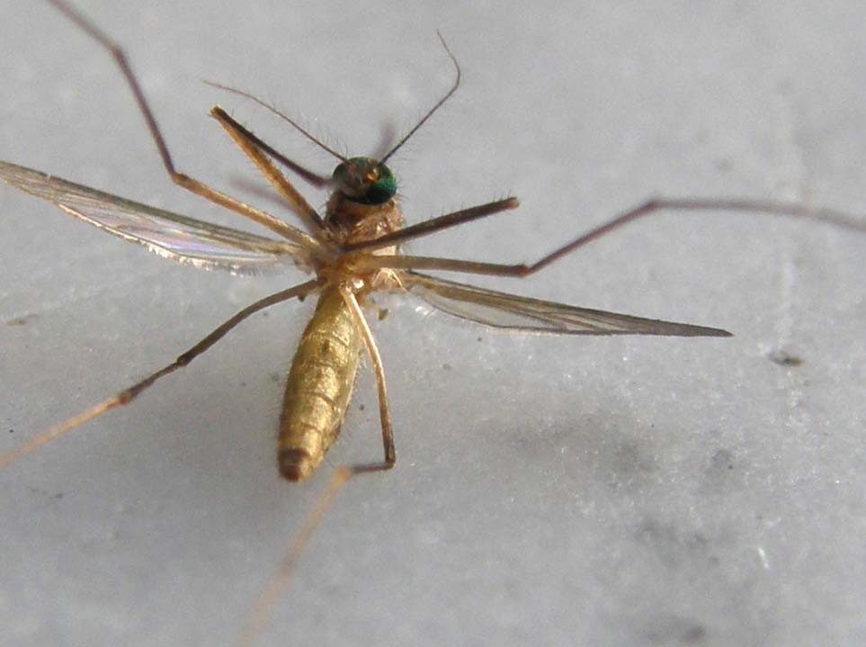 Culex pipiens